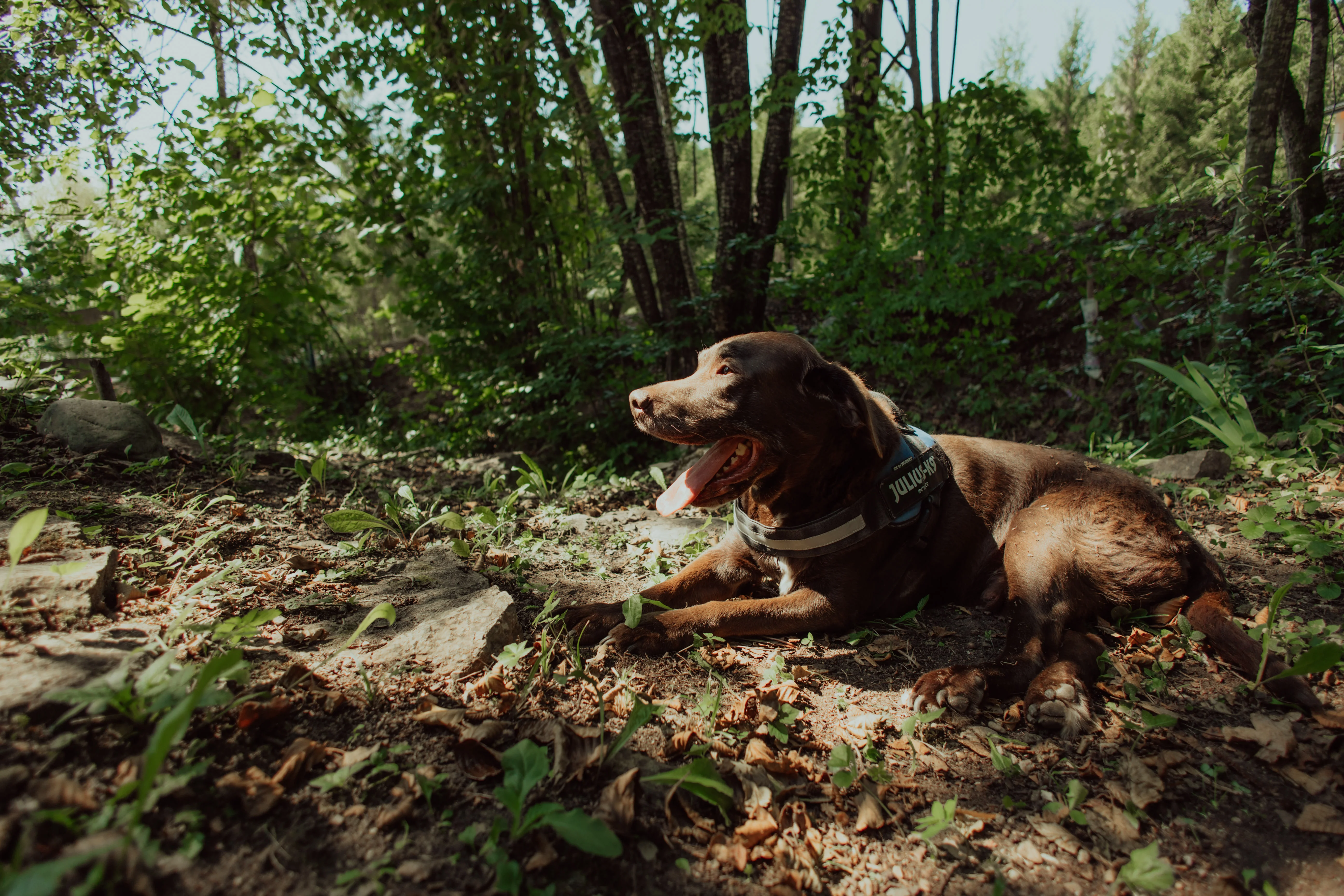 Cabana Rustică - Fotografie 47