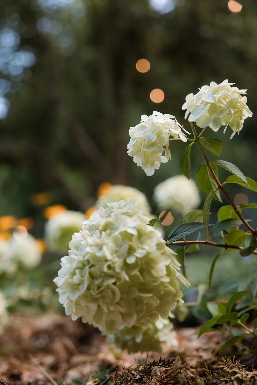 La Pomme - Fotografie 31