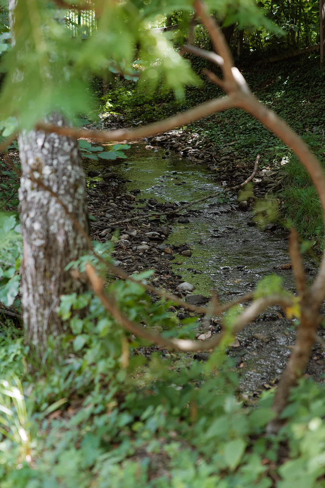 La Pomme - Fotografie 65