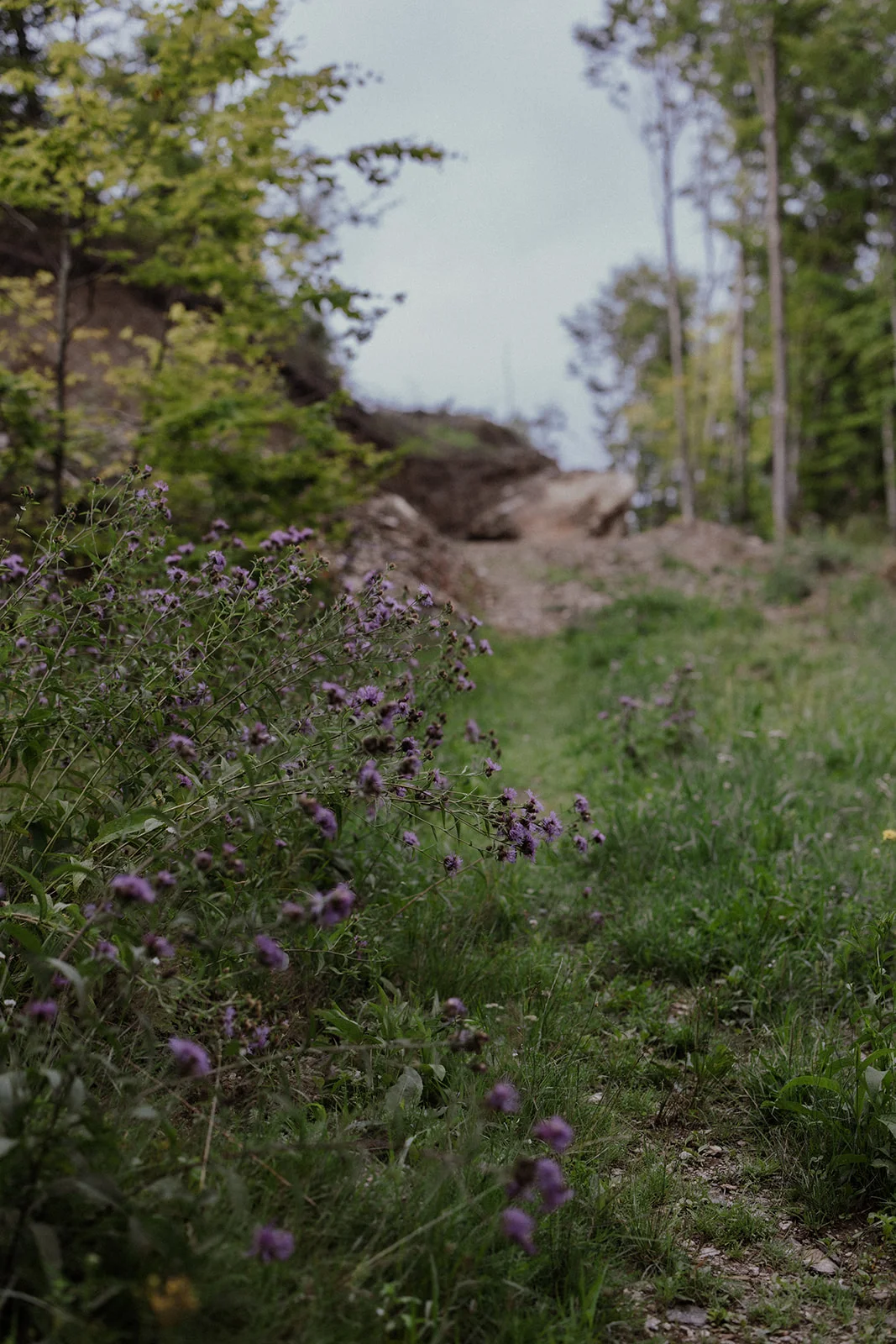 Sturzul Negru - Fotografie 47