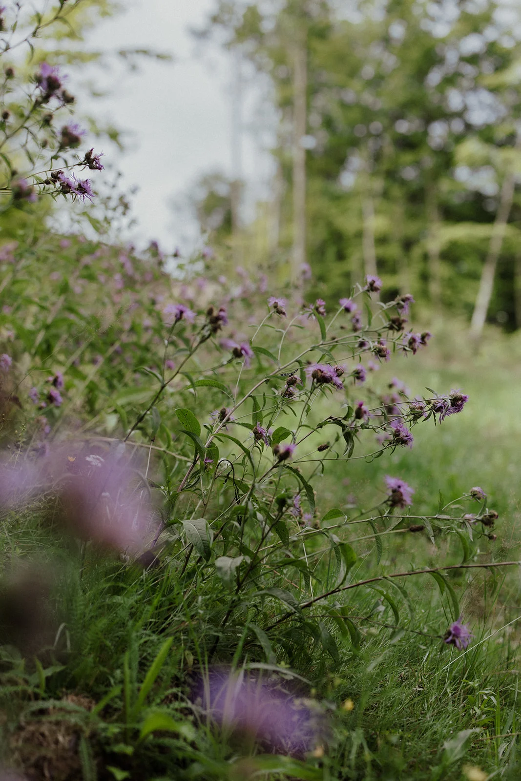 Sturzul Negru - Fotografie 48