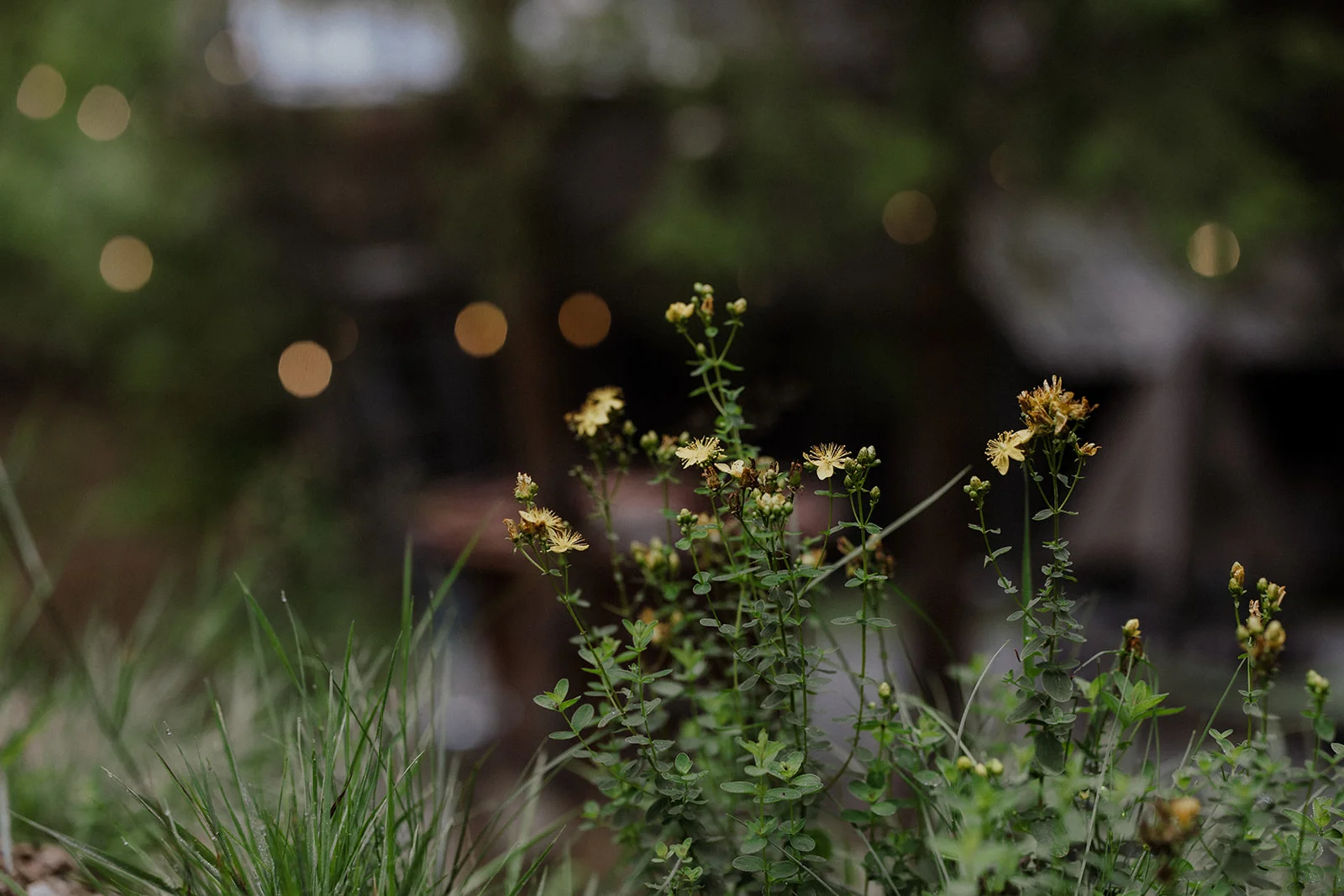 Sturzul Negru - Fotografie 50