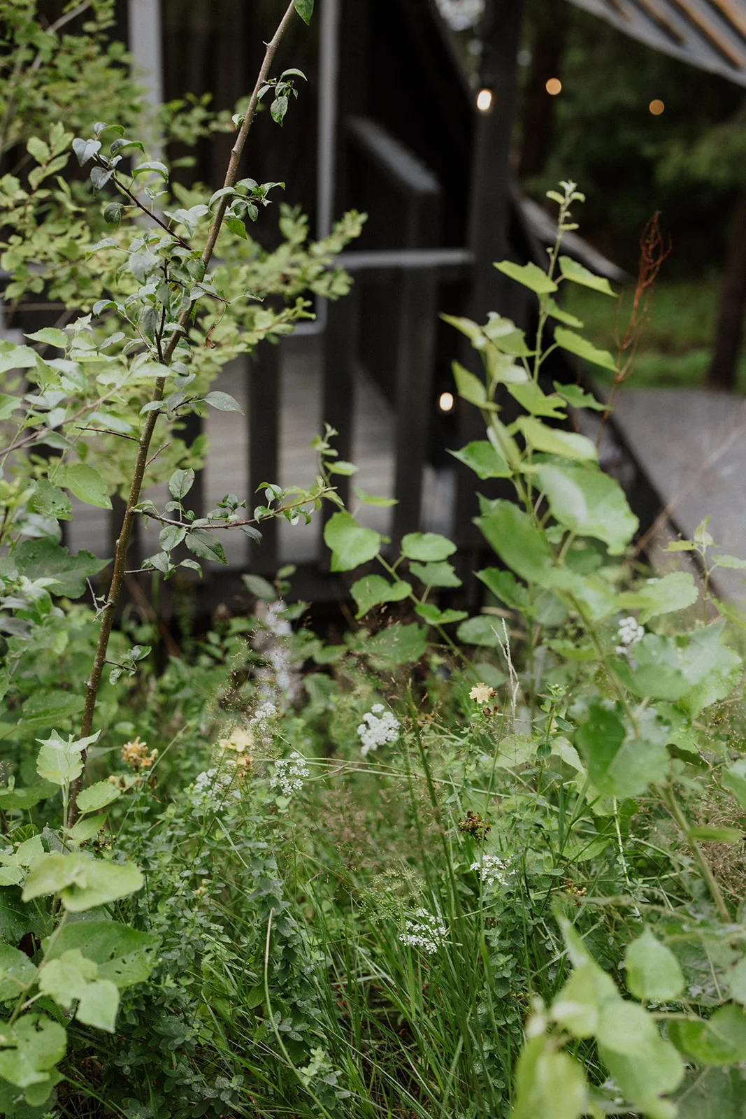 Sturzul Negru - Fotografie 51