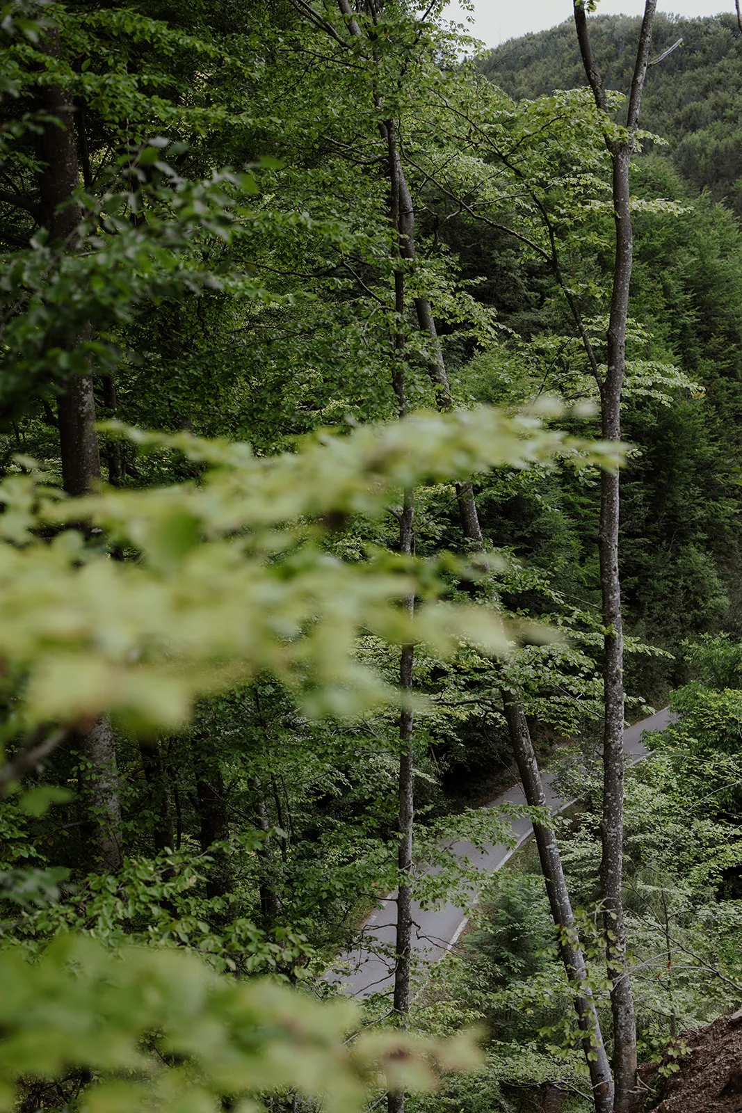 Sturzul Negru - Fotografie 54